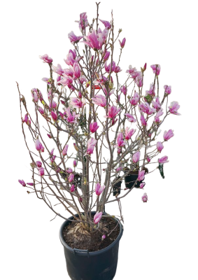 Магнолия Betty, Гор30, Выс180 в интернет гипермаркете «Планета Лета». Фото