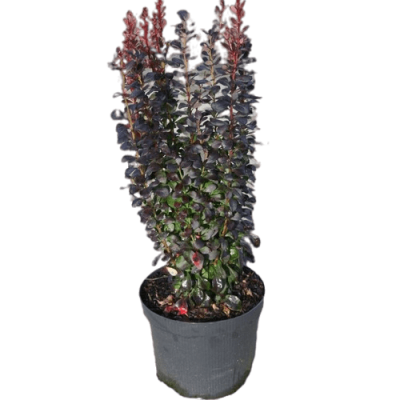 Барбарис Т.Helmond Pillar, Гор17, Выс20-30 в интернет гипермаркете «Планета Лета». Фото