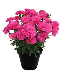 Гвоздика китайская, Гор9, Выс25 в интернет гипермаркете «Планета Лета». Фото
