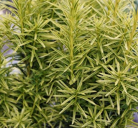 Тис средний Stefania, Гор19, Выс30-50 в интернет гипермаркете «Планета Лета». Фото