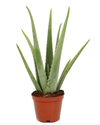 Алоэ Vera, Гор12, Выс30 в интернет гипермаркете «Планета Лета». Фото