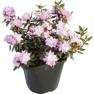 Рододендрон японск.Alladin, Гор28, Выс50 И в интернет гипермаркете «Планета Лета». Фото