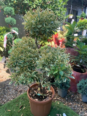 Бересклет япон.Bravo понпон, Гор35, Выс160 в интернет гипермаркете «Планета Лета». Фото