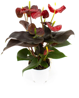 Антуриум Shell Coral, Гор12, Выс40 в интернет гипермаркете «Планета Лета». Фото