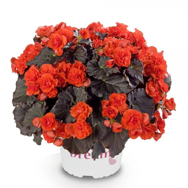 Бегония Solenia mixed , Гор19, Выс40 в интернет гипермаркете «Планета Лета». Фото