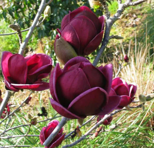 Магнолия Genie, Гор19, Выс40 в интернет гипермаркете «Планета Лета». Фото