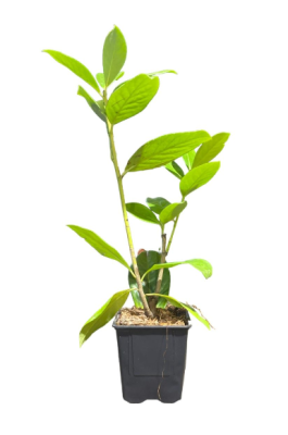 Лавровишня Novita, Гор19, Выс60-80 Б в интернет гипермаркете «Планета Лета». Фото