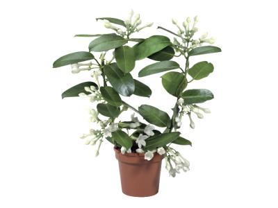 Стефанотис Floribunda, Гор12, Выс50 в интернет гипермаркете «Планета Лета». Фото