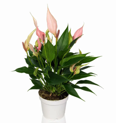 Антуриум Lilli, Гор15, Выс35 К в интернет гипермаркете «Планета Лета». Фото