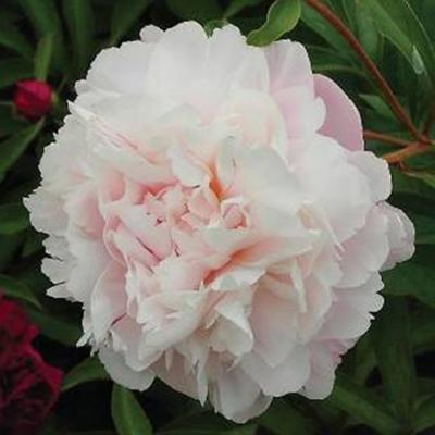 Пион травянистый Розовый Сад 7Ц (туба) в интернет гипермаркете «Планета Лета». Фото