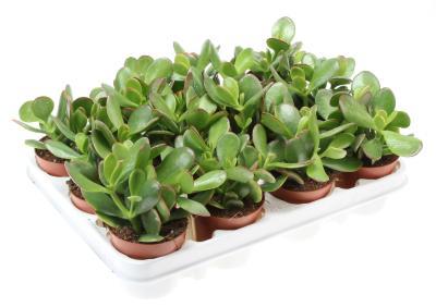 Крассула Ovata, Гор5, Выс10 в интернет гипермаркете «Планета Лета». Фото