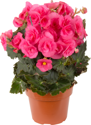 Бегония махровая, Гор10 М в интернет гипермаркете «Планета Лета». Фото