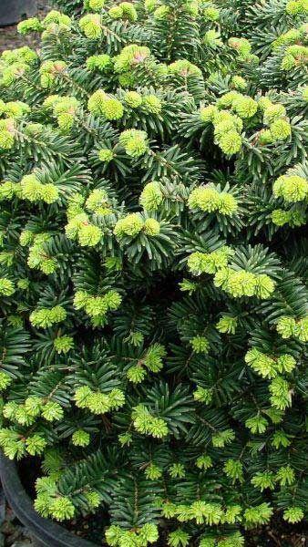 Пихта бальзам.Nana, Гор26, Выс60 в интернет гипермаркете «Планета Лета». Фото