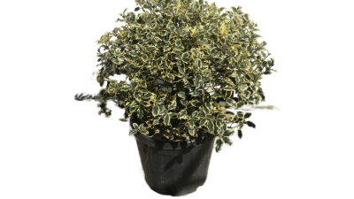 Падуб Argentea Marginata, Гор25, Выс40-60 И в интернет гипермаркете «Планета Лета». Фото