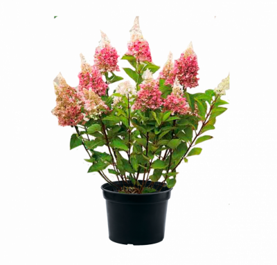 Гортензия метельчатая Pinky Winky, C5, Выс50-60 в интернет гипермаркете «Планета Лета». Фото