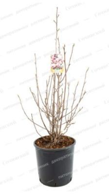 Магнолия Soulangeana, Гор19, Выс120 И в интернет гипермаркете «Планета Лета». Фото