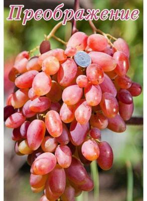 Виноград плодовый Преображение 2-летка С2 Выс50 в интернет гипермаркете «Планета Лета». Фото