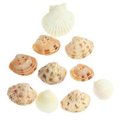 Ракушки набор 100 гр в интернет гипермаркете «Планета Лета». Фото