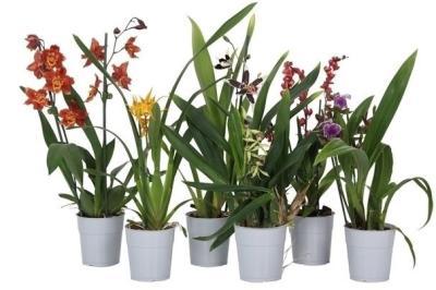 Орхидея Mix, Гор9, Выс40 в интернет гипермаркете «Планета Лета». Фото