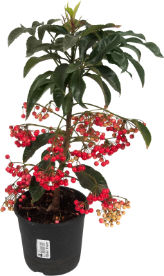 Ардизия Crenata green, Гор14, Выс50 в интернет гипермаркете «Планета Лета». Фото