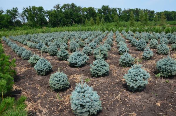 Ель колючая Супер Блю Сидлинг Гор23, Выс50 КТ в интернет гипермаркете «Планета Лета». Фото