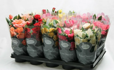 Роза Hybrid Mix, Гор12, Выс30 в интернет гипермаркете «Планета Лета». Фото