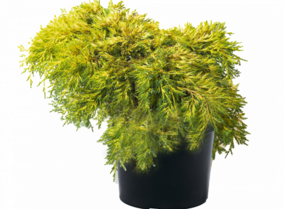 Можжевел.гориз.Golden Carpet, Гор24, Выс50 в интернет гипермаркете «Планета Лета». Фото