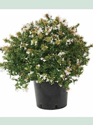 Абелия Прострата Гор17 М в интернет гипермаркете «Планета Лета». Фото