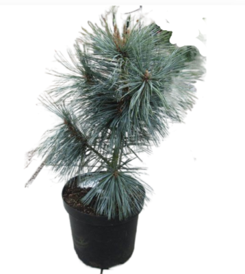 Сосна гибкая Vander Piramide, Гор28, Выс80-100 в интернет гипермаркете «Планета Лета». Фото