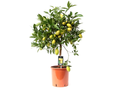 Цитрофортунелла Canaliculata on stam, Гор24, Выс100 в интернет гипермаркете «Планета Лета». Фото