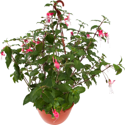 Фуксия кашпо, Гор18 М в интернет гипермаркете «Планета Лета». Фото