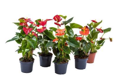 Антуриум Mix, Гор14, Выс60 в интернет гипермаркете «Планета Лета». Фото