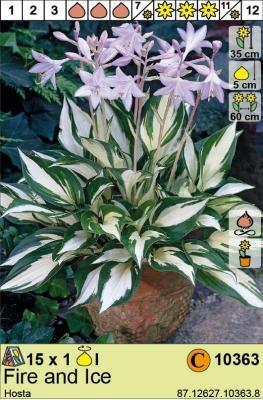 STA Хоста Fire and Ice (x1) Holland Bulb Market в интернет гипермаркете «Планета Лета». Фото STA Хоста Fire and Ice (x1) в интернет гипермаркете «Планета Лета». Фото