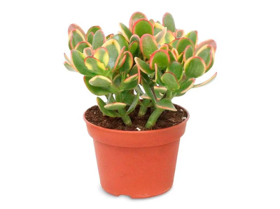 Крассула Ovata, Гор9, Выс15 в интернет гипермаркете «Планета Лета». Фото