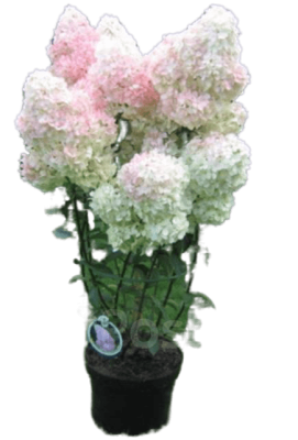 Гортензия метельчатая Ваниль Фрайз Гор23 П в интернет гипермаркете «Планета Лета». Фото