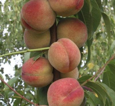 Персик колоновидный Тотем Садовода 2-летка С4 Выс50 в интернет гипермаркете «Планета Лета». Фото