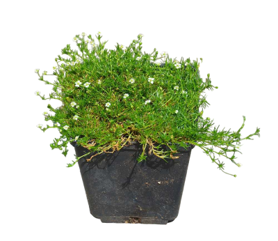 Мшанка шиловидная Грин Мосс, Р9 П в интернет гипермаркете «Планета Лета». Фото