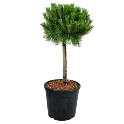 Сосна густоцв.Low Glow штамб, Гор24, Выс60 в интернет гипермаркете «Планета Лета». Фото