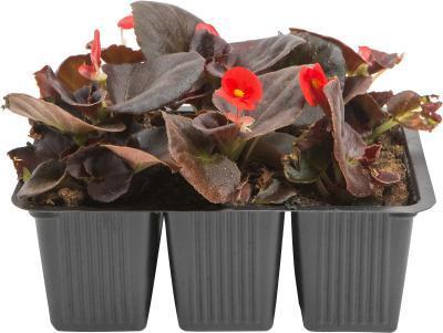 Бегония всегдацвет.микс (1*6), М в интернет гипермаркете «Планета Лета». Фото