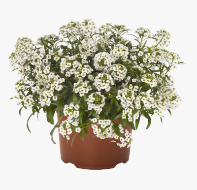 Алиссум, Гор7 М в интернет гипермаркете «Планета Лета». Фото