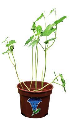 Ипомея, Гор11 М в интернет гипермаркете «Планета Лета». Фото