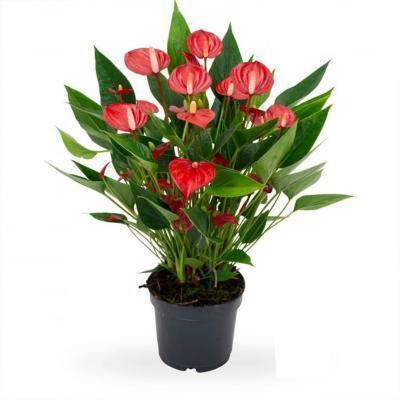 Антуриум Red, Гор12, Выс50 в интернет гипермаркете «Планета Лета». Фото