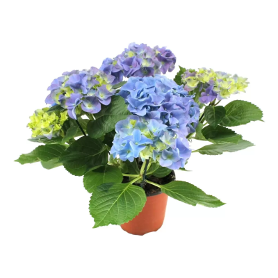 Гидрангея Macrophylla, Гор12, Выс30 в интернет гипермаркете «Планета Лета». Фото