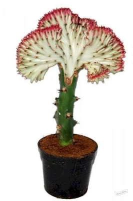 Эуфорбия Cristata, Гор8, Выс12 в интернет гипермаркете «Планета Лета». Фото