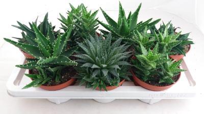 Алоэ Mix, Гор15, Выс20 в интернет гипермаркете «Планета Лета». Фото