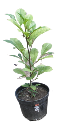 Магнолия Soulangeana Lennei, Гор23, Выс50 в интернет гипермаркете «Планета Лета». Фото