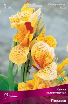 STA Канна Picasso (x1) Планета Лета в интернет гипермаркете «Планета Лета». Фото STA Канна Picasso (x1) в интернет гипермаркете «Планета Лета». Фото