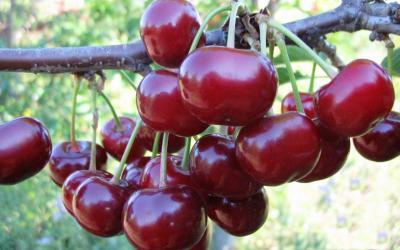 Вишня Дюк Спартанка 2-летка С4 Выс140 в интернет гипермаркете «Планета Лета». Фото