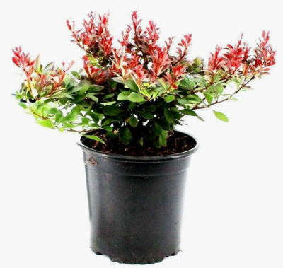 Барбарис Т.Atropurpurea Nana, Гор17, Выс15-20 в интернет гипермаркете «Планета Лета». Фото