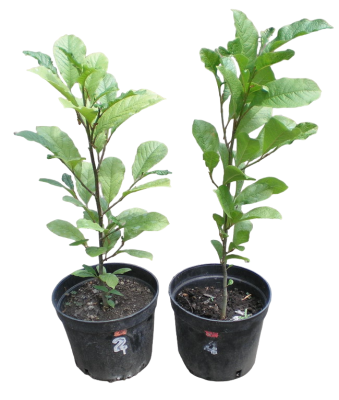 Магнолия Susan, C10, Выс150-175 в интернет гипермаркете «Планета Лета». Фото